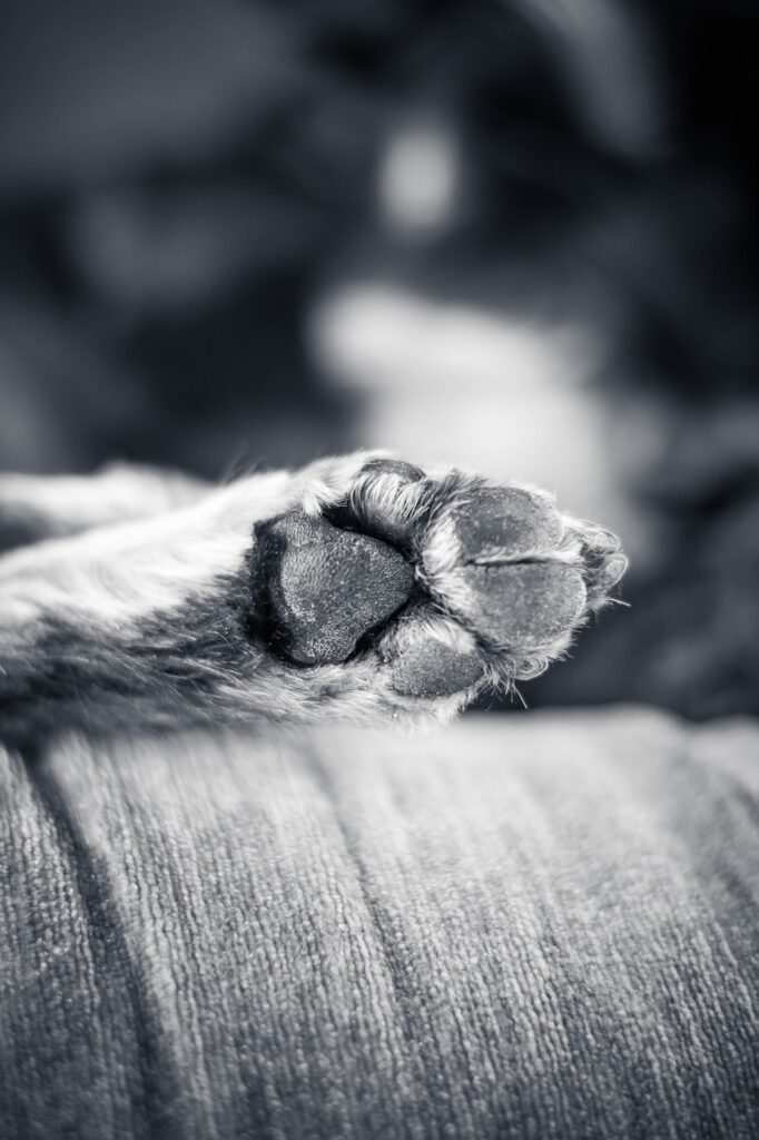 dog, paw, nature, dogs paw, pet, monochrome, dog print, animal, dog pads, black and white, closeup