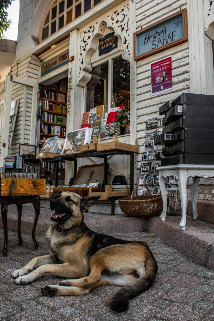 A cozy scene at a Heybeliada bookstore with a relaxed dog lying outside. Perfect mix of tranquility and charm.