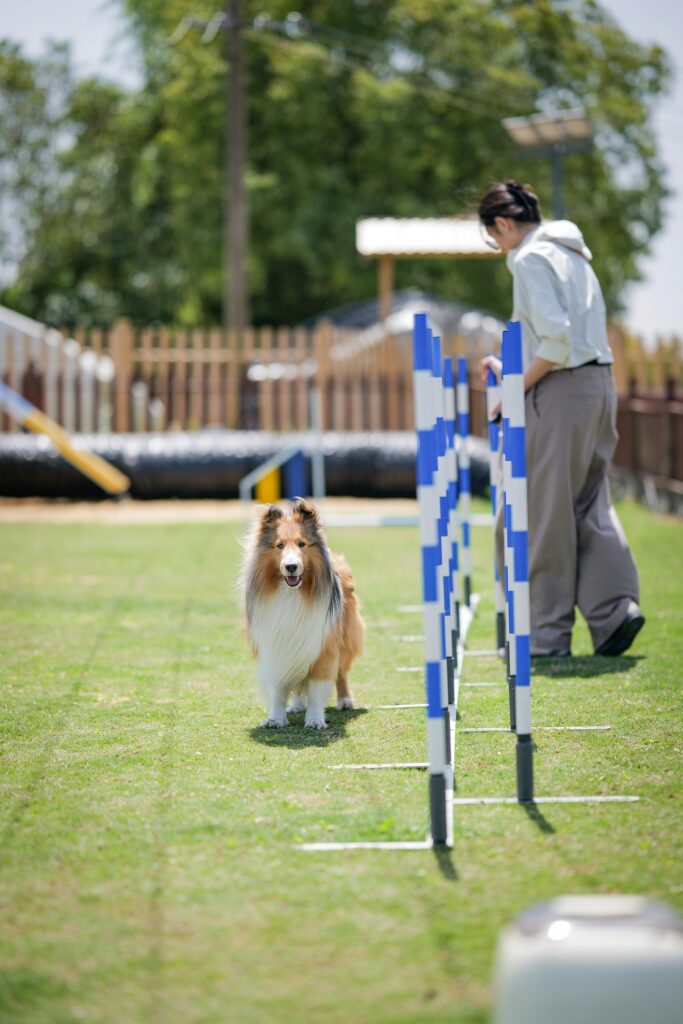 Collie dog navigating an agility course with a trainer in a park setting during the day.