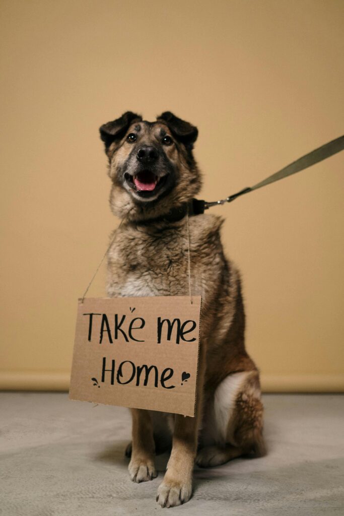 Adorable German Shepherd with a cardboard sign asking for adoption.