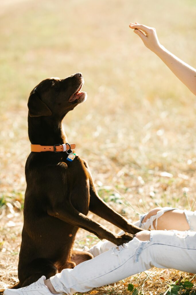A woman in a yellow dress teaches her white dog to stand on hind legs using treats in a garden.