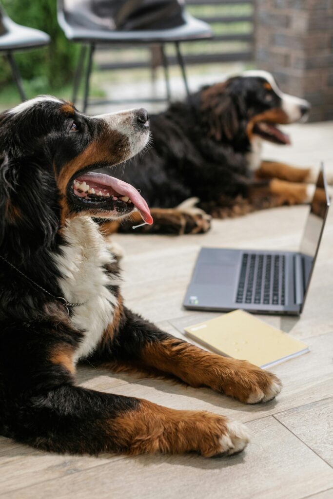 Two Bernese Mountain Dogs lying indoors near a laptop, showcasing companionship.