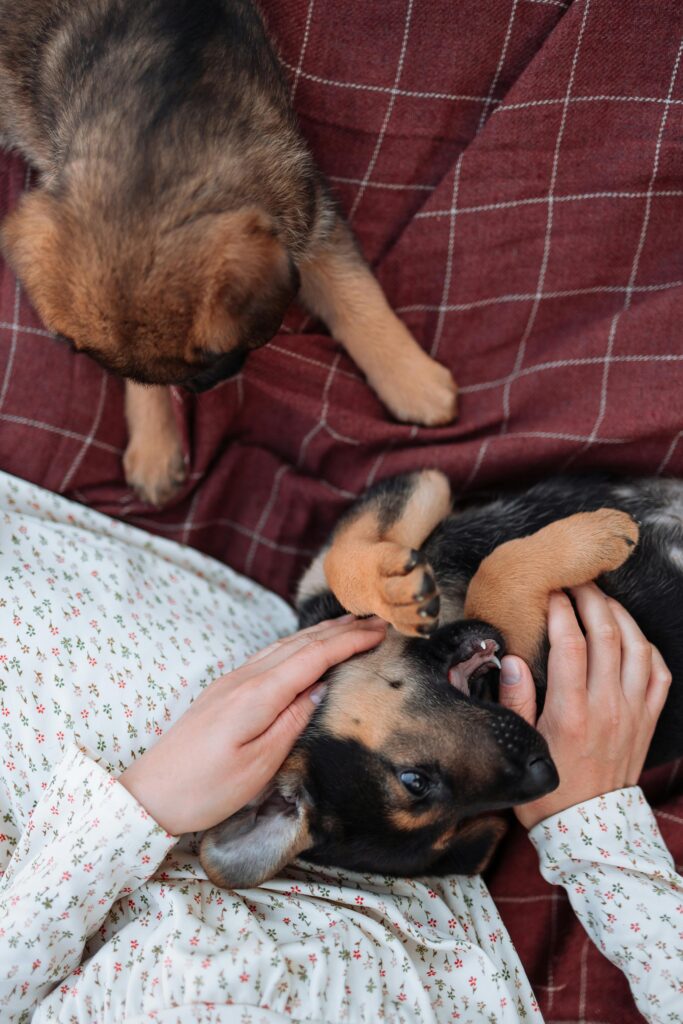 A woman playing with two puppies on a blanket outside in a yard.
